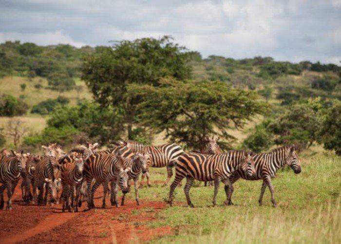 7 Days Discover Rwanda Safari